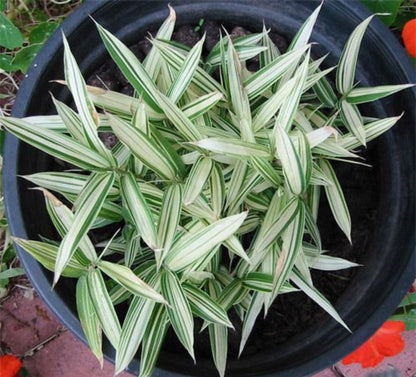 Variegated bamboo plant