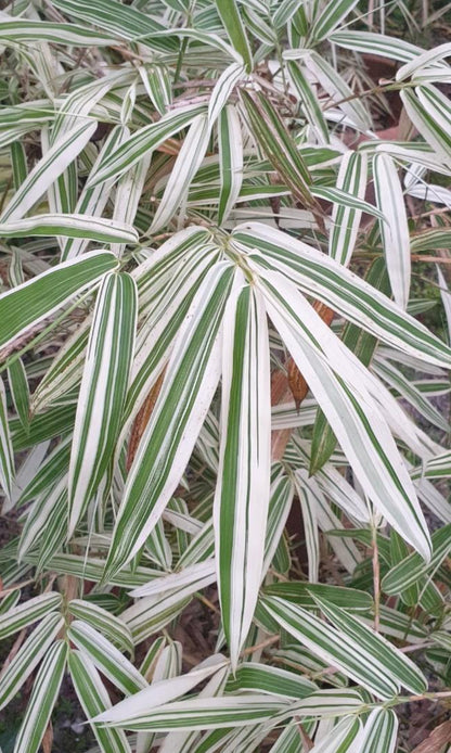 Variegated bamboo plant