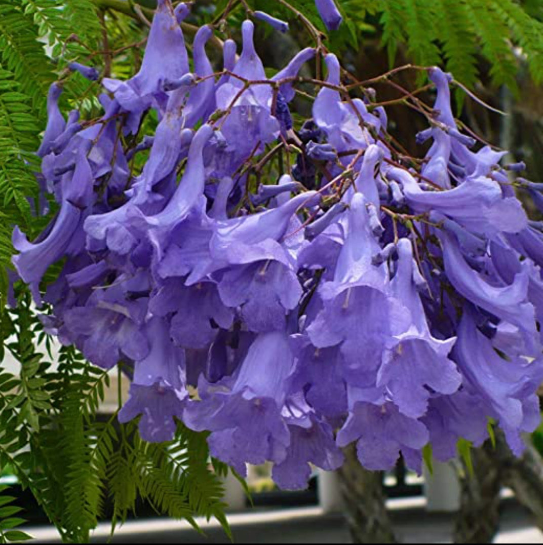 Jacaranda (Jacaranda Mimosifolia) Neel Mohar Live Plant