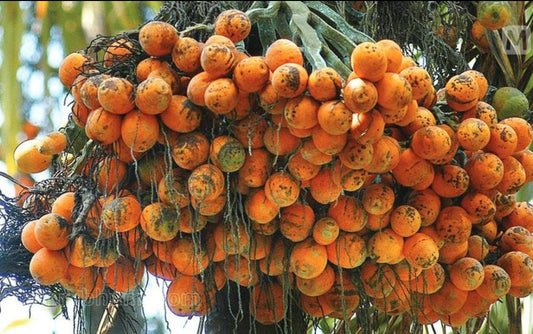Aracanut plant
