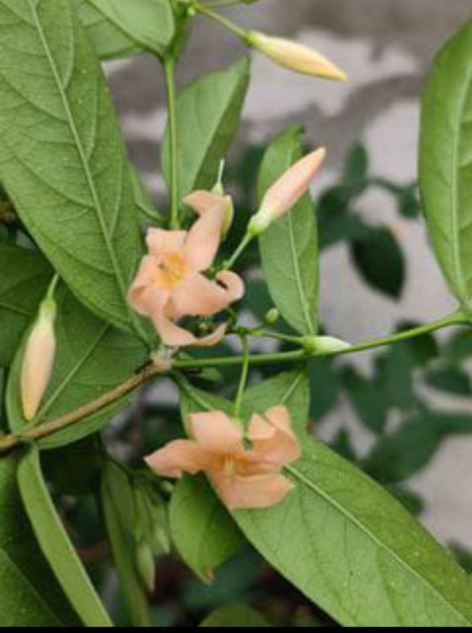 Water Jasmine orange plant