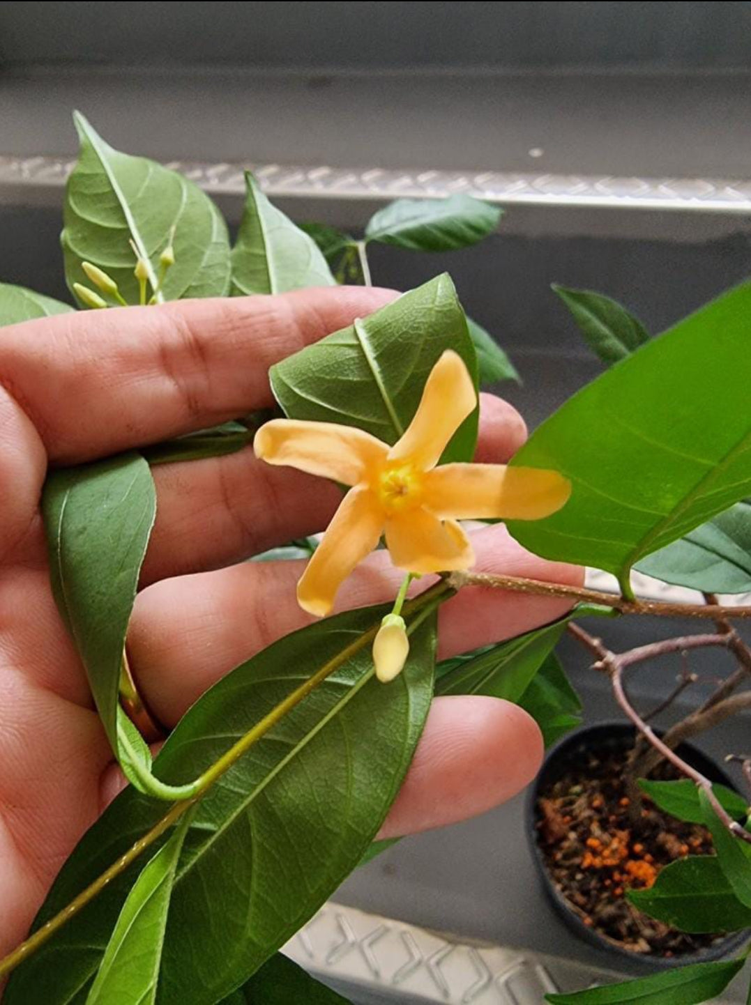 Water Jasmine orange plant