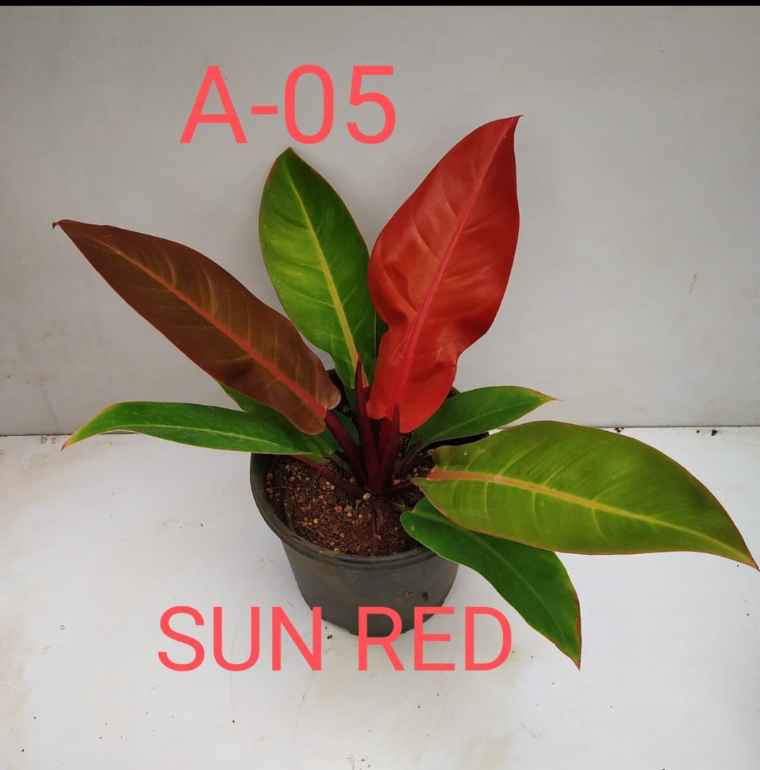 Philodendron Sun red plant