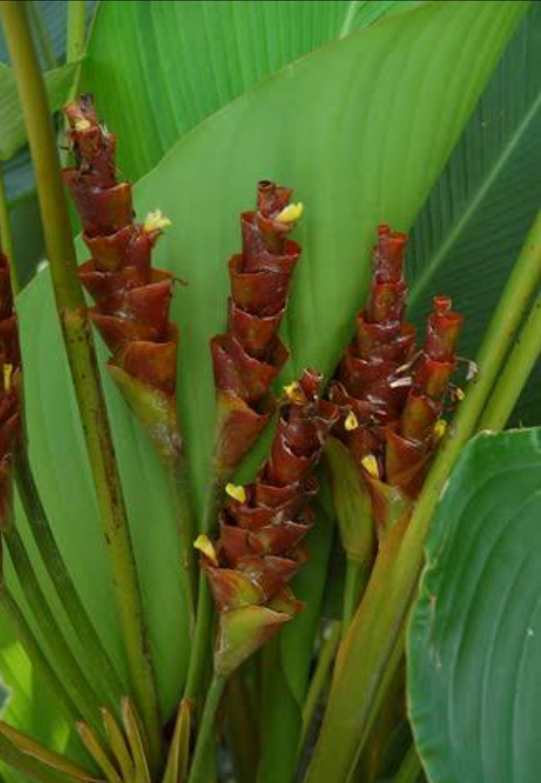 Calathea lutea