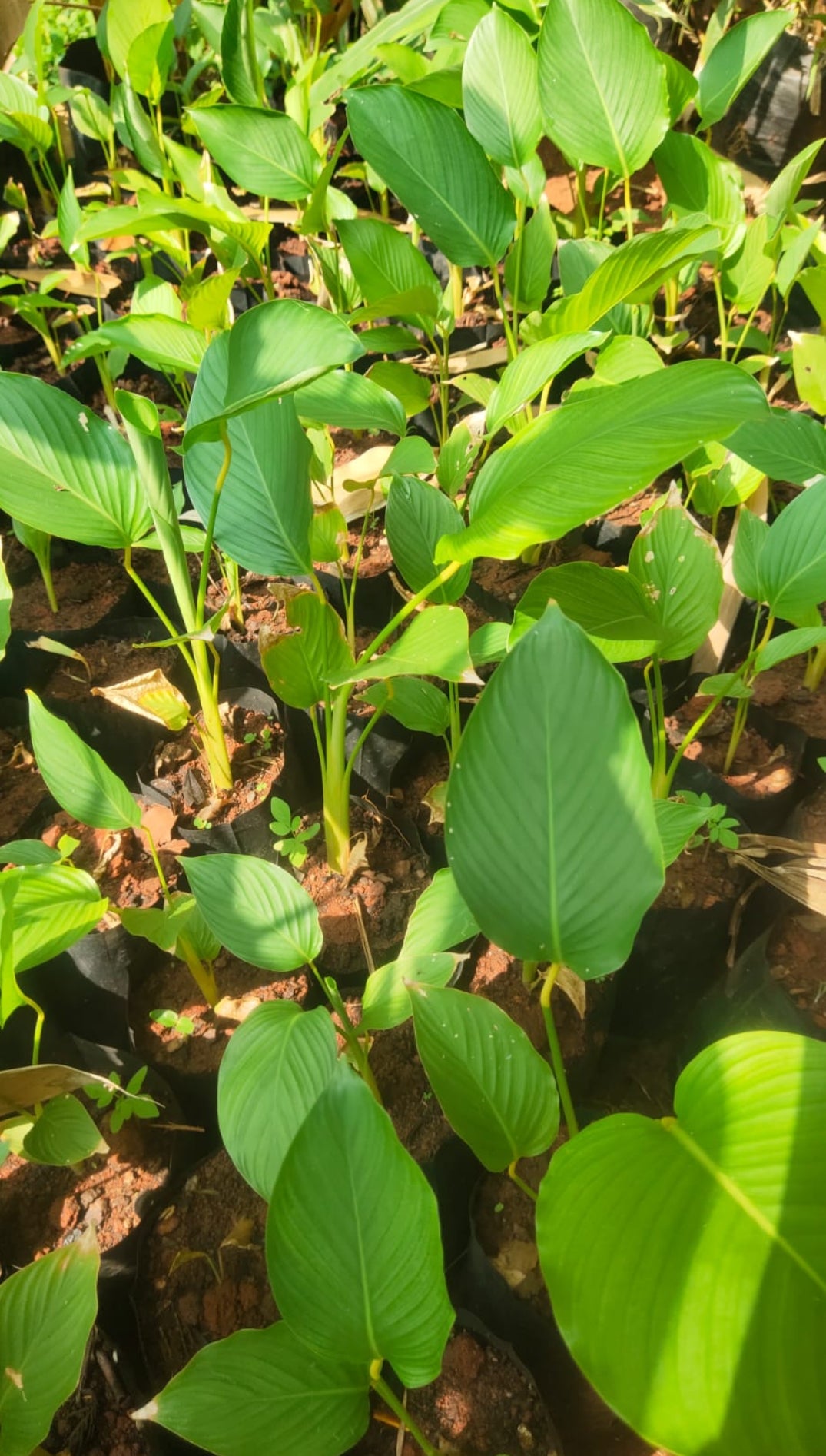 Calathea lutea