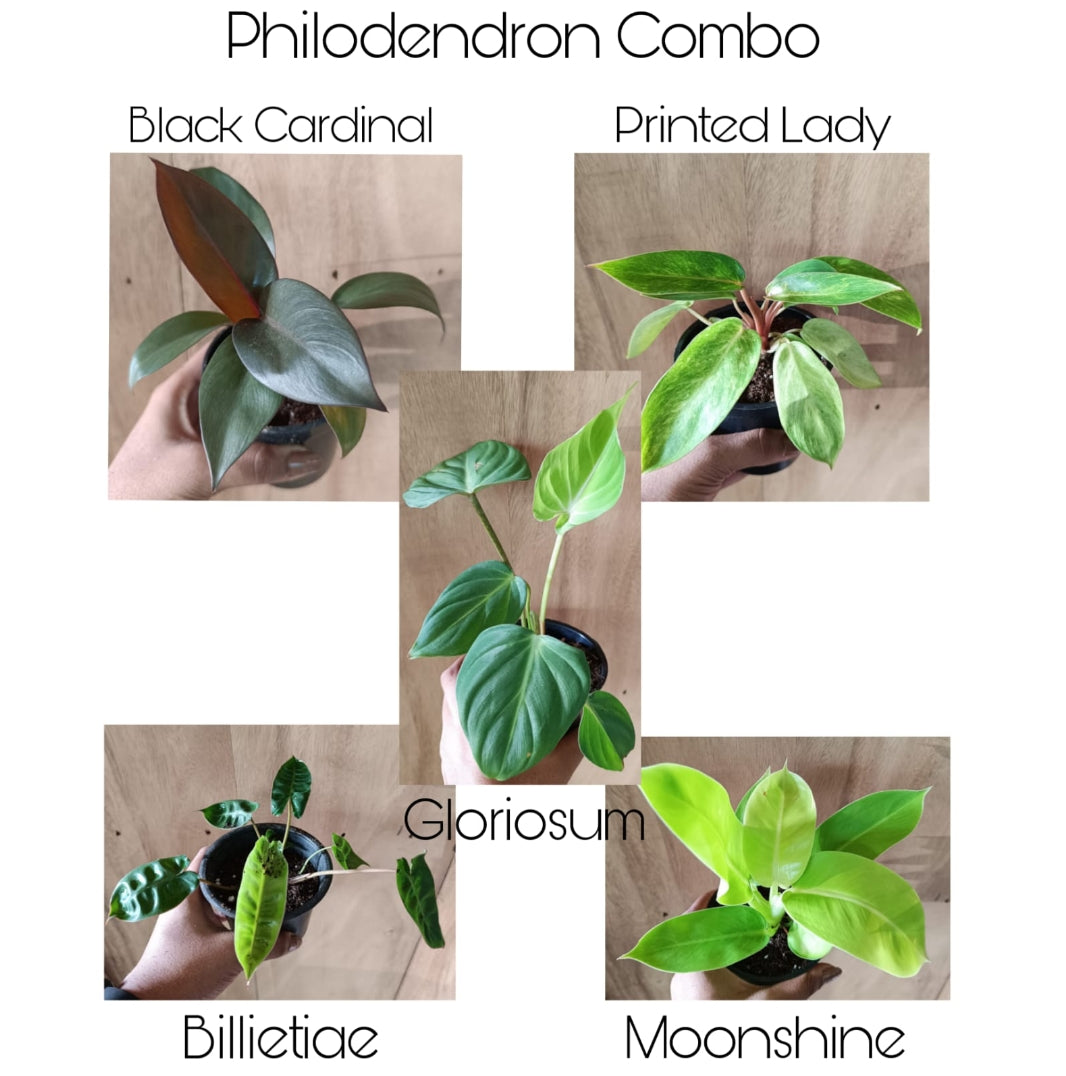 Philodendron combo pack plant