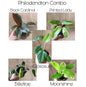Philodendron combo pack plant
