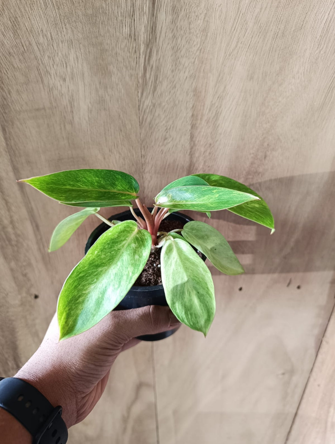 Philodendron combo pack plant