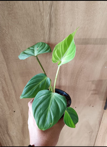 Philodendron combo pack plant