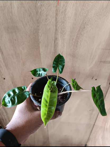 Philodendron combo pack plant