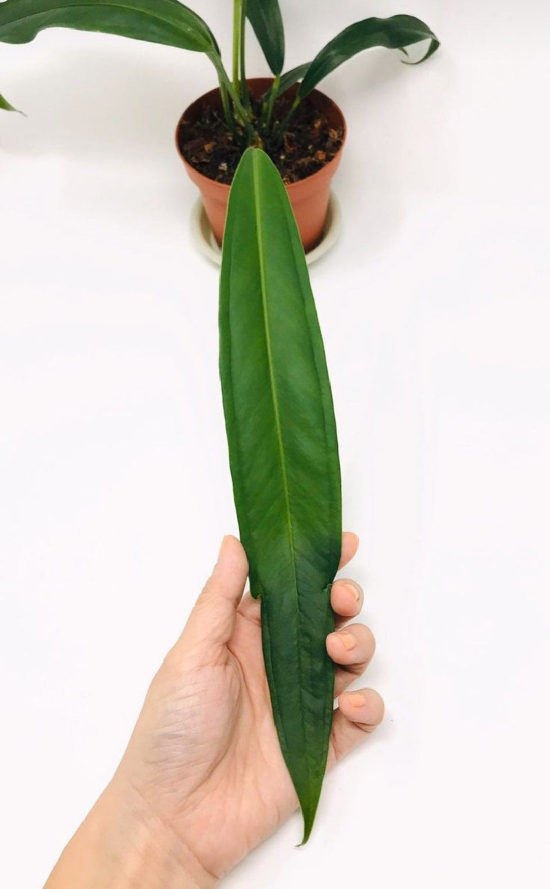 Anthurium Bakeri Plant