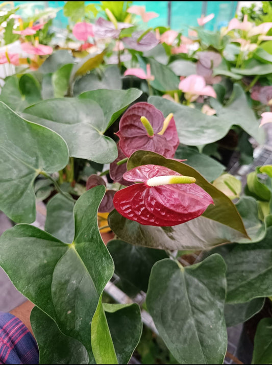 Anthurium Brown Plant