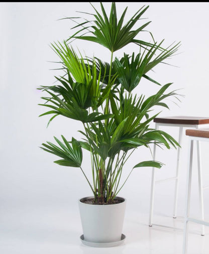 Chinese Fan Palm