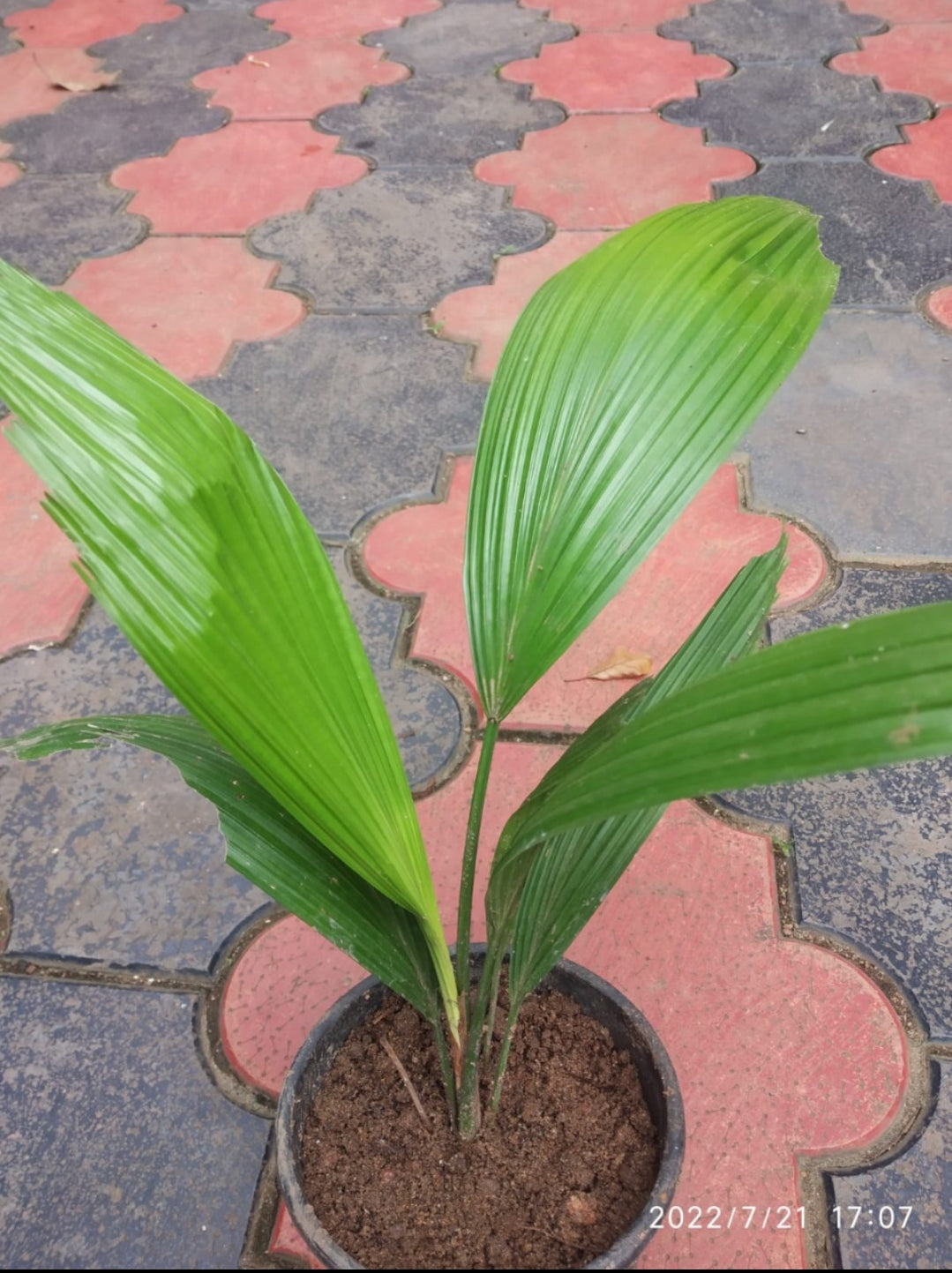 Chinese Fan Palm