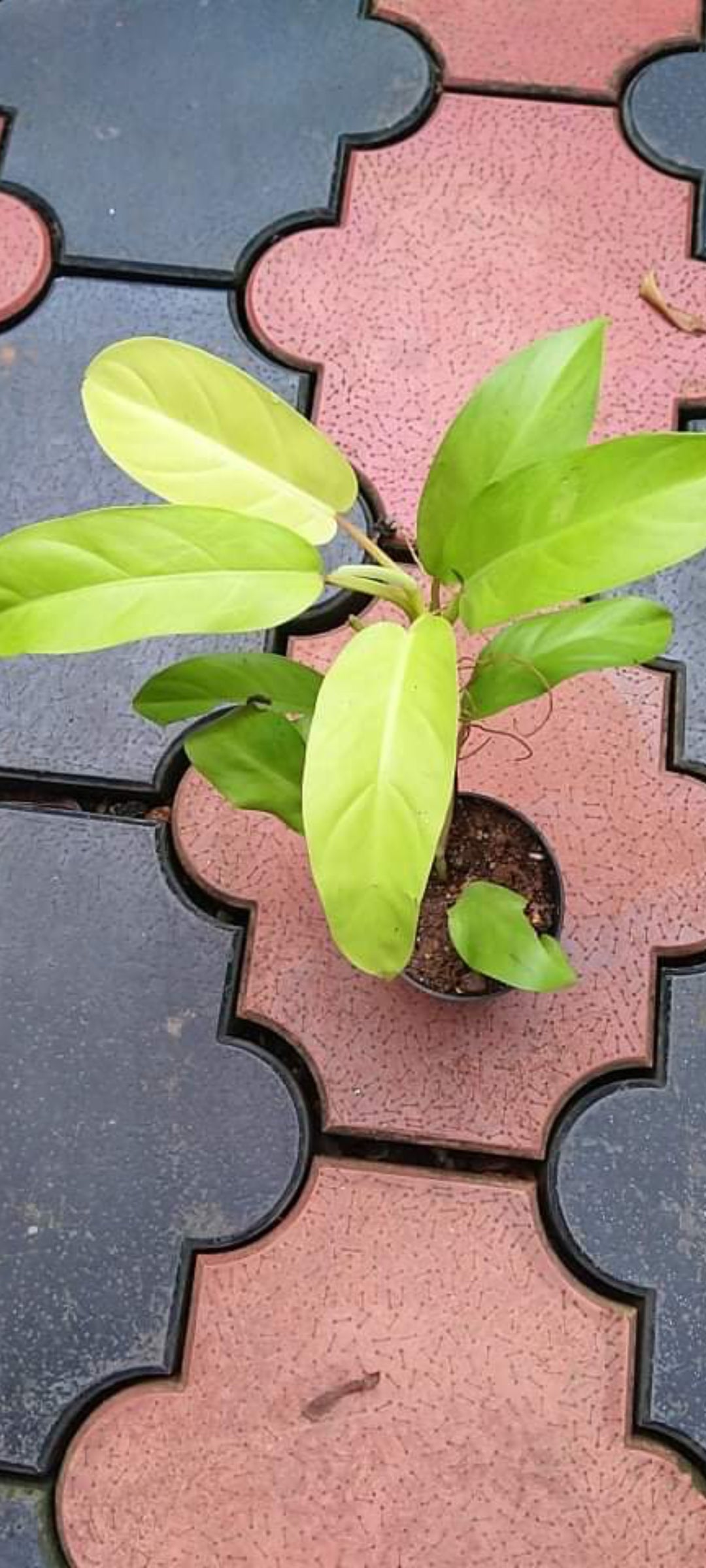 Philodendron Yellow Plant