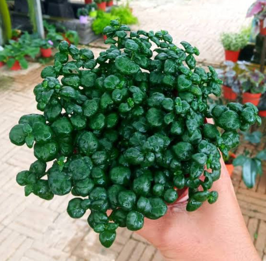 Bubble Plant (Semi Indoor plants)