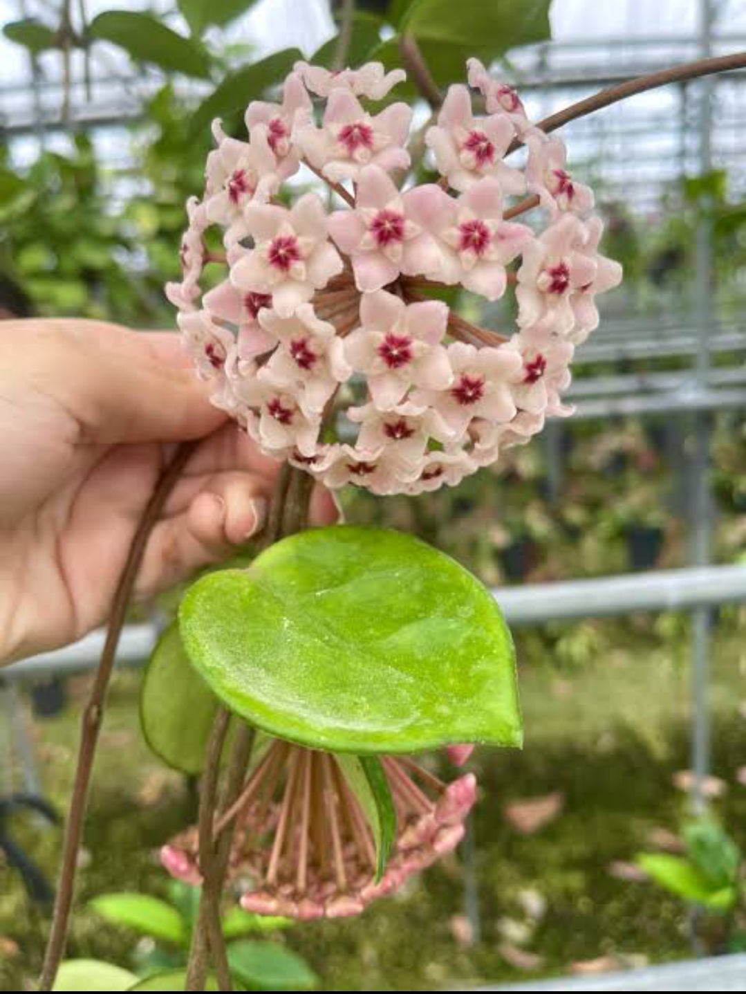 Hoya Chelsea (Semishade)