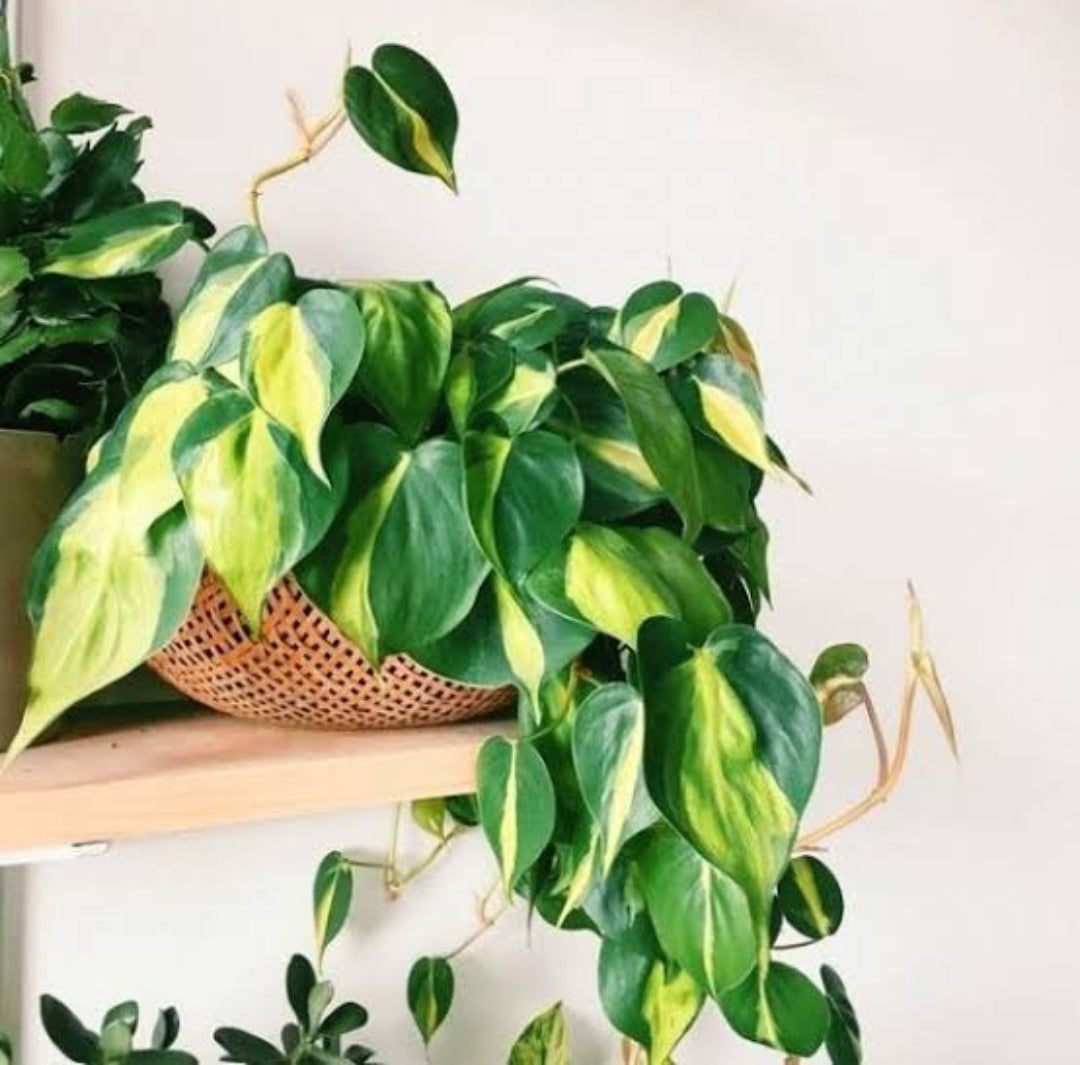 Brazilian Philodendron (Hanging Plant )