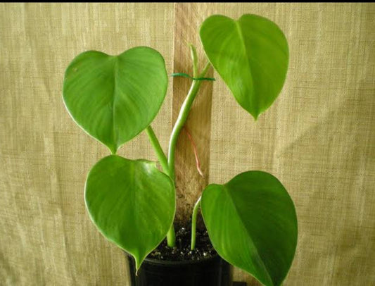 Philodendron Microstictum plant