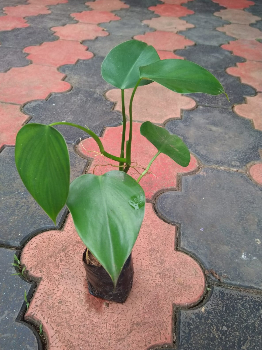 Philodendron Microstictum plant