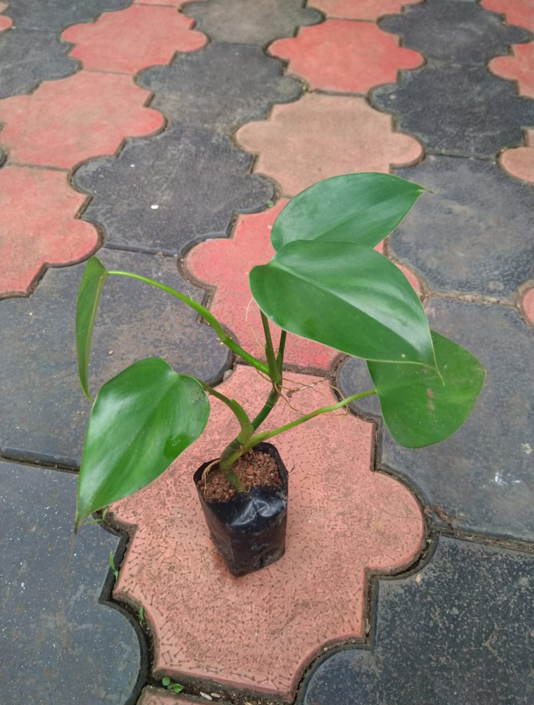 Philodendron Microstictum plant