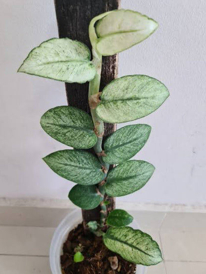 Rhaphidophora Hongkongensis  Mint Veriegated (Indoor Semishade varity)