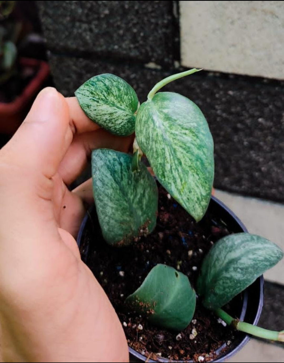 Rhaphidophora Hongkongensis  Mint Veriegated (Indoor Semishade varity)