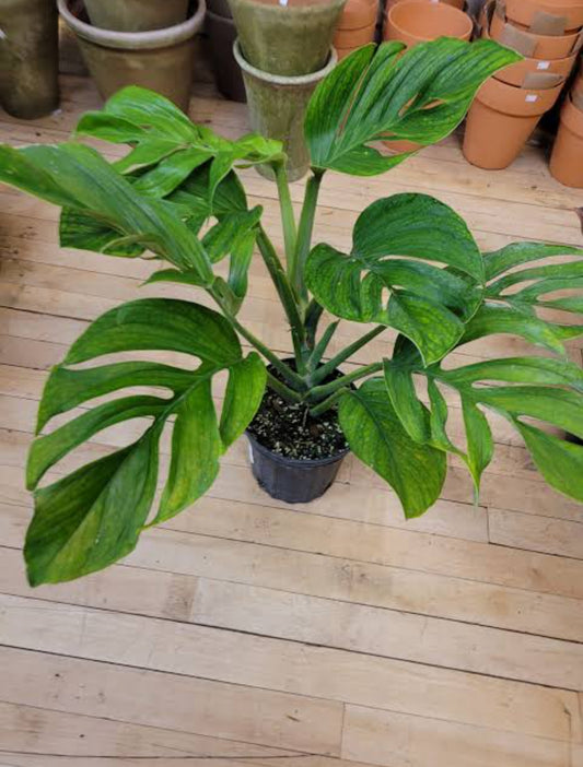 Monstera Pinnatipartita Semishade plant