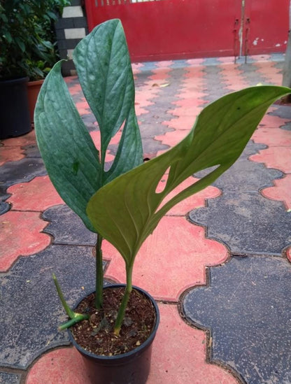 Monstera Pinnatipartita Semishade plant