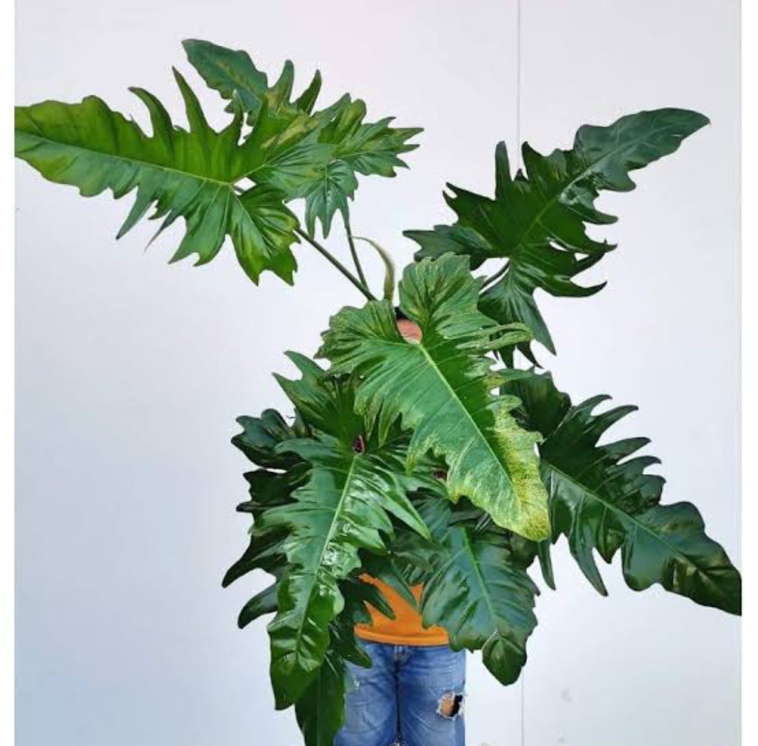 Philodendron Golden Dragon plant