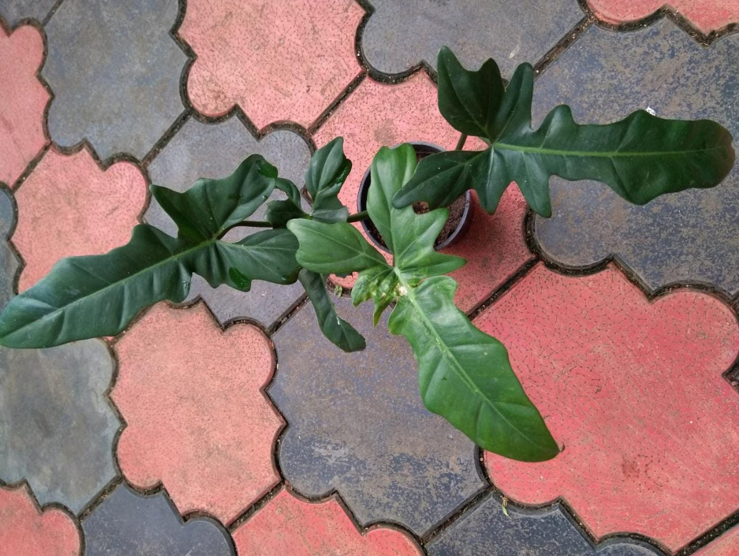 Philodendron Golden Dragon plant