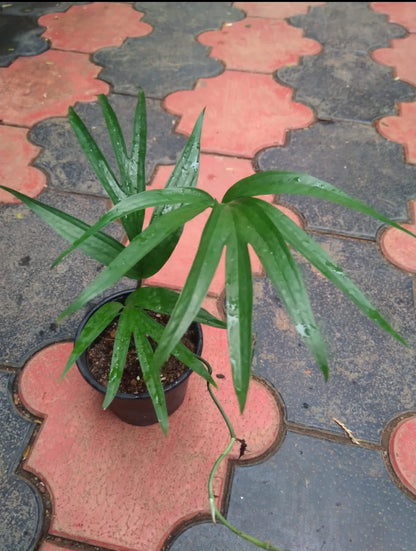 Amydrium Zippelianum Plant (Semishade)