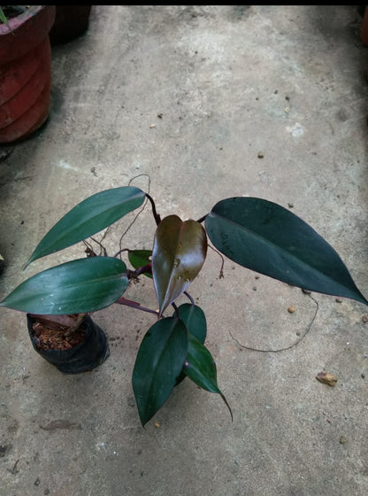 black philodendron royal queen Philodendron Royal queen Black – ASHIYANA STORE