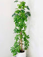 Rhaphidophora Tetrasperma (Semishade Creeper)