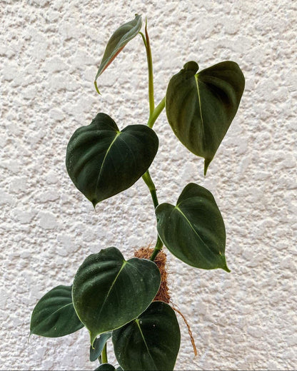 Philodendron Lupinum (Semishade plant)