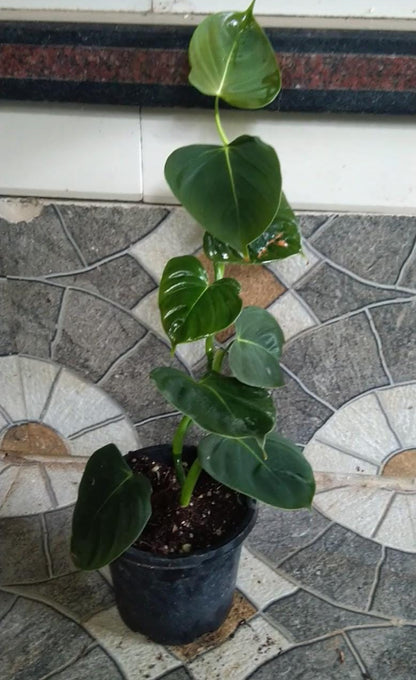 philodendron cf lupinum Philodendron Lupinum (Semishade plant) – ASHIYANA STORE