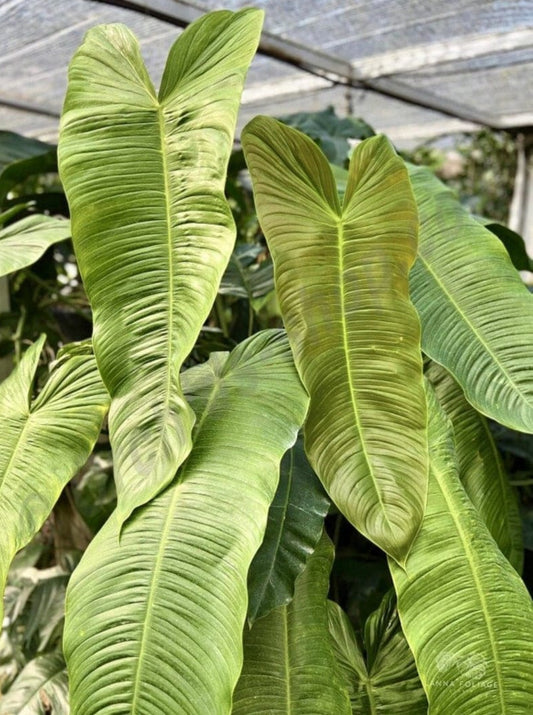 Philodendron Sharoniae Semishade plant