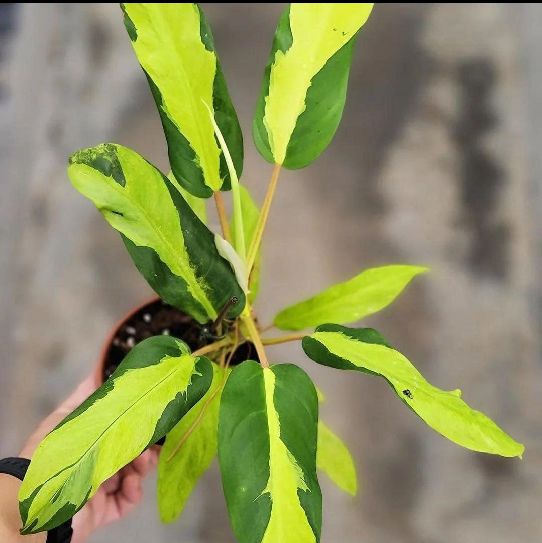 Philodendron Thai Sunrise Variegated