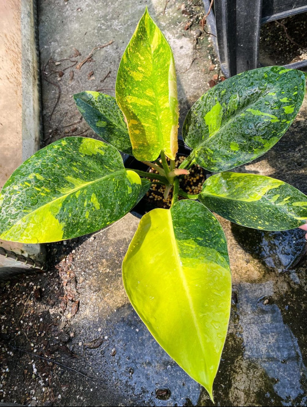 Philodendron Green Congo Variegated Plant