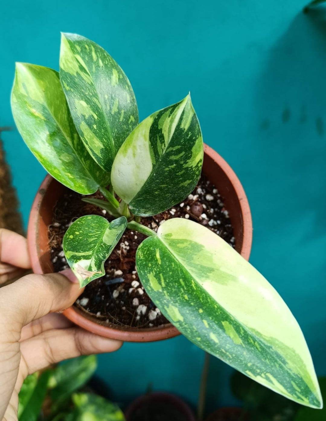 Philodendron Green Congo Variegated Plant