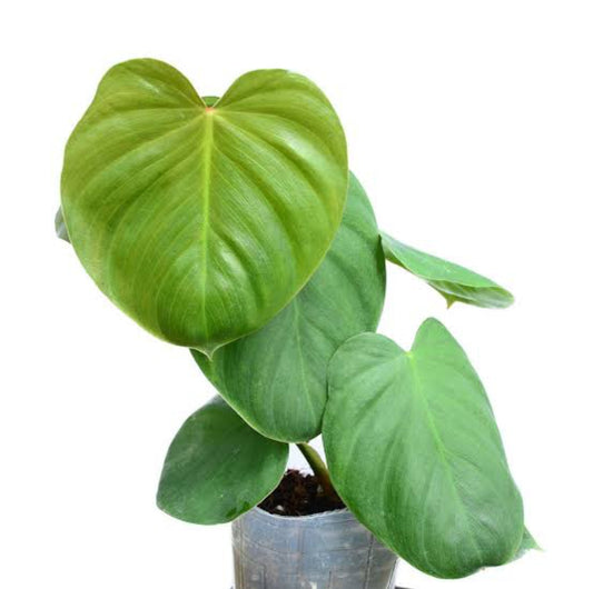 Philodendron Nangaritense x Werneri (Semishade)