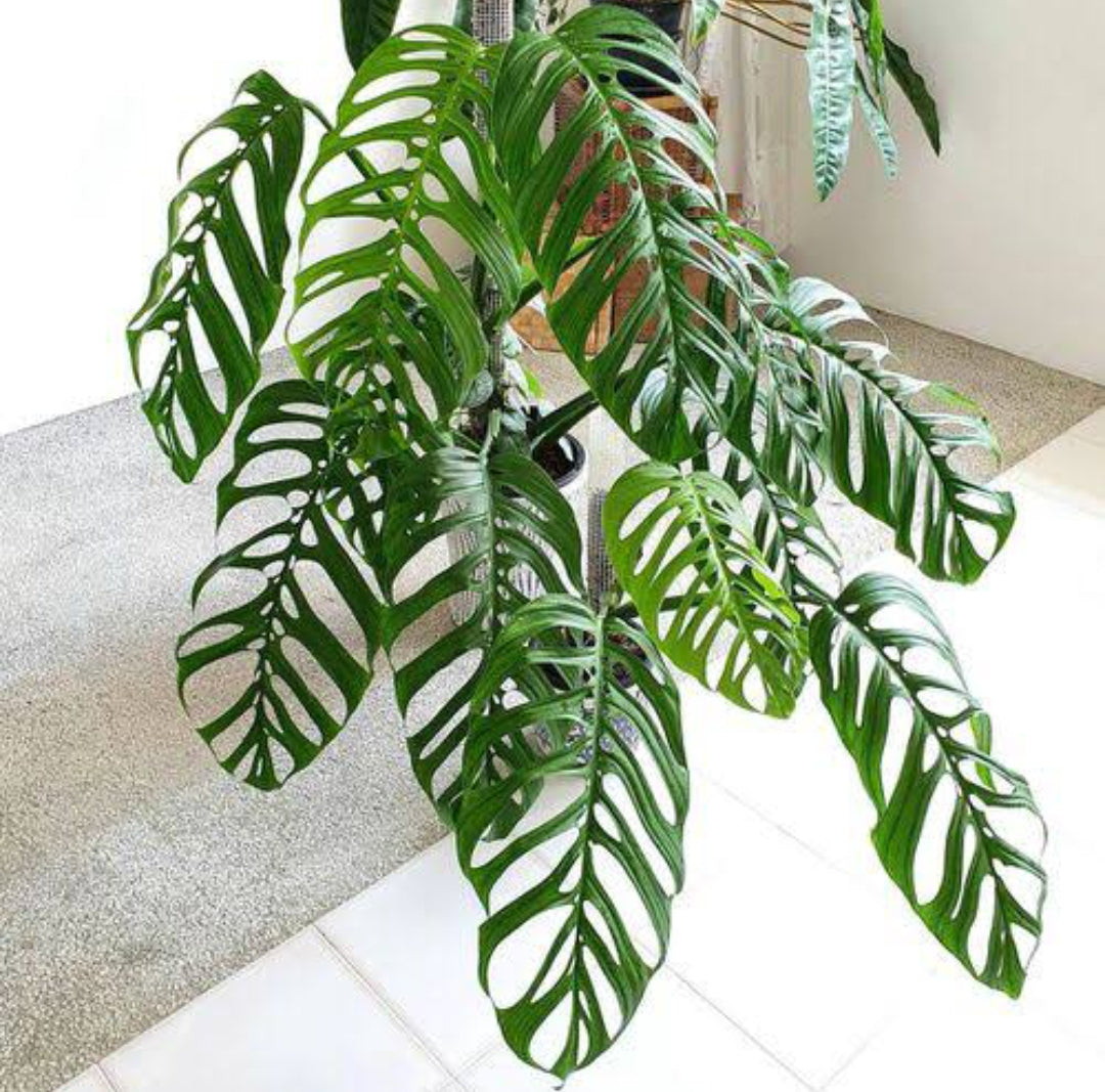 Monstera Esqueleto (Semishade)