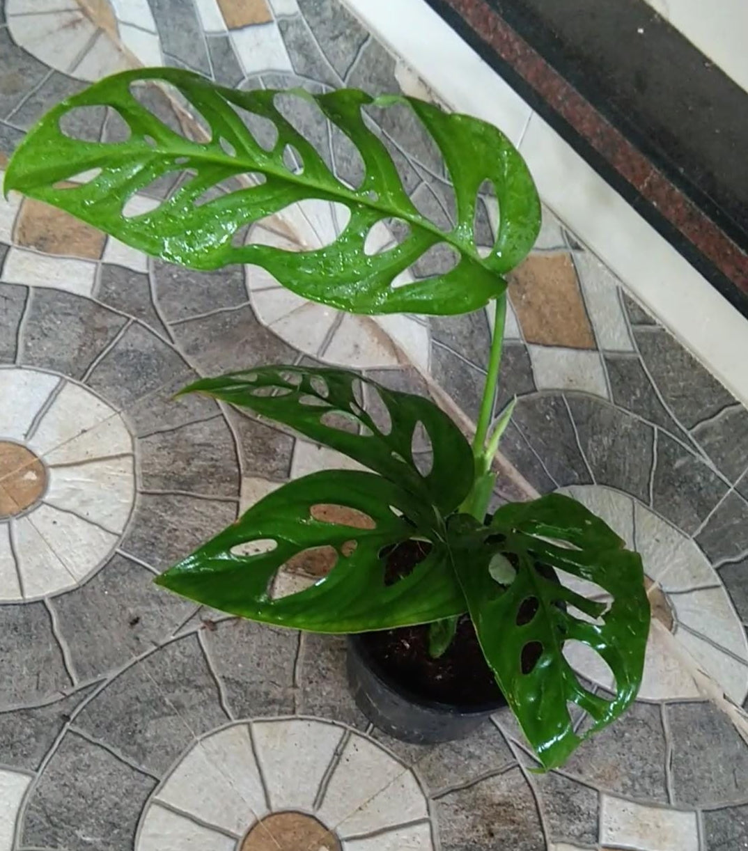 Monstera Esqueleto (Semishade)