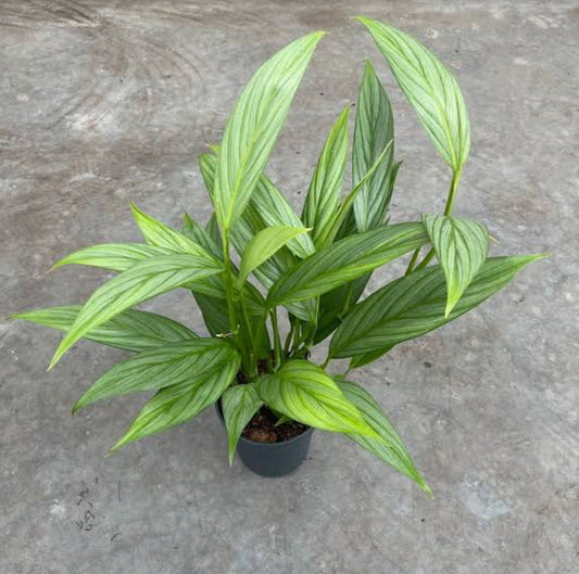 Epipremnum Amplissimum Silver Plant (Semishade varity)