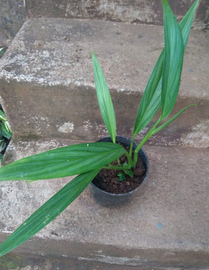 Epipremnum Amplissimum Silver Plant (Semishade varity)