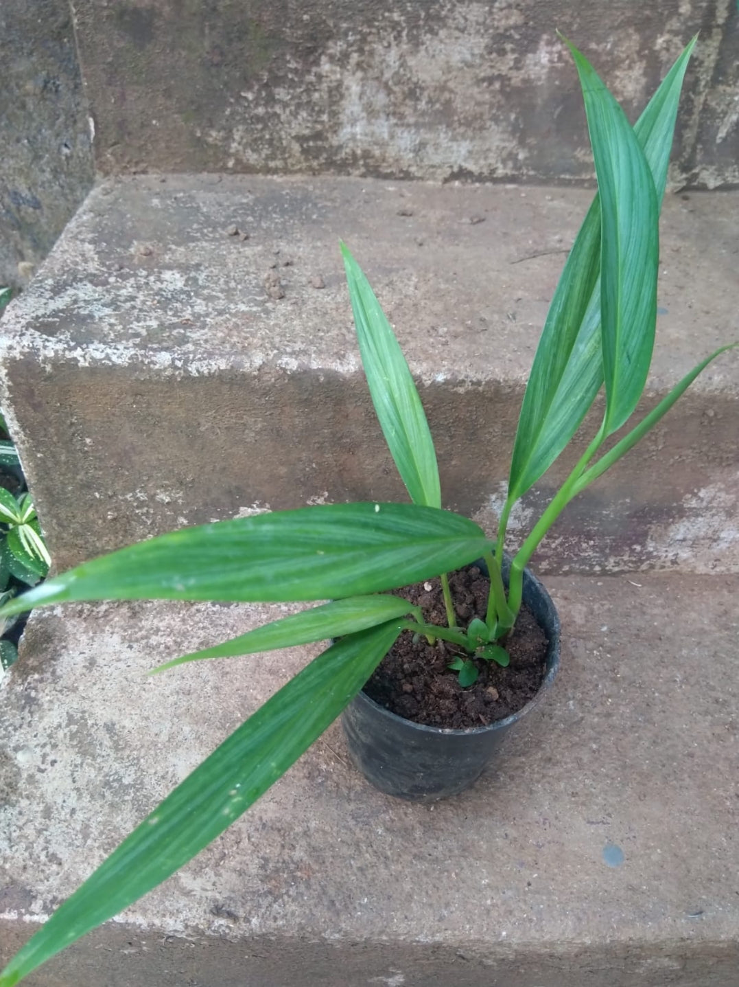 Epipremnum Amplissimum Silver Plant (Semishade varity)