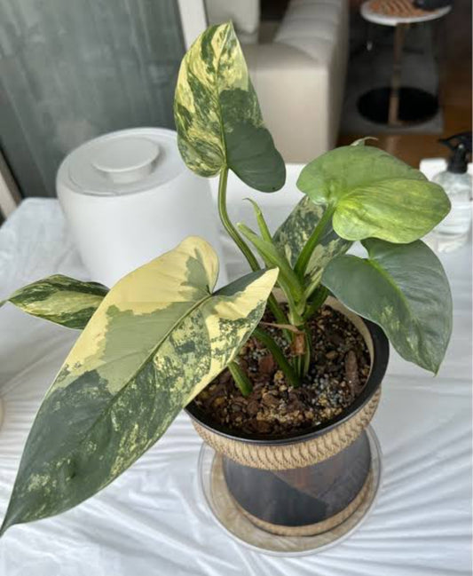 Philodendron Silver sword Veriegated (Semishade plant)