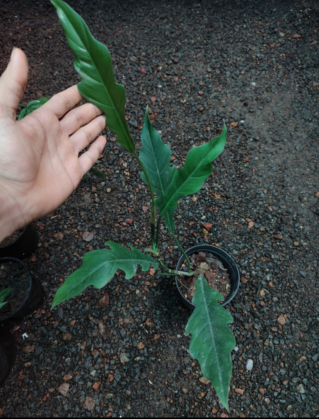 Philodendron Jungle Boogie (Semishade plant)