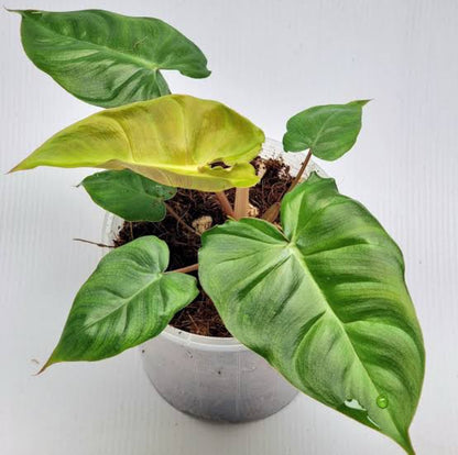 Philodendron Billineum