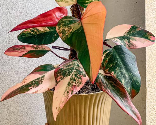 Philodendron Strawberry Shake (Semishade plant)